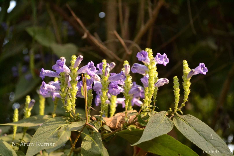 Perilepta auriculata fullplant1.jpg